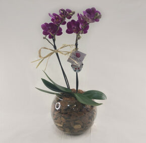 Mini orquidea Lilás Phalaenopsis no aquario de vidro