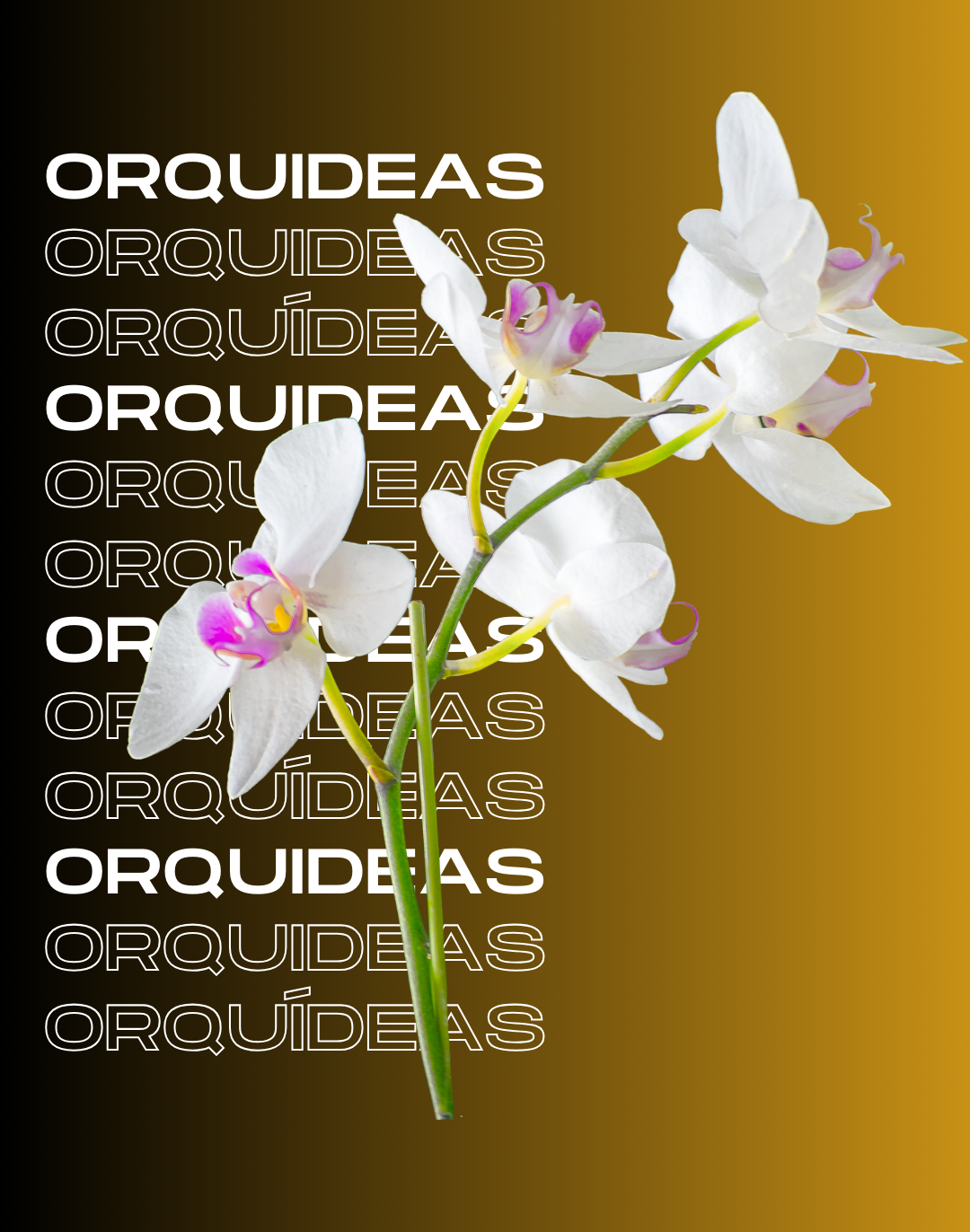 BANER DE ORQUIDEAS