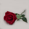 Rosa vermelha de perto