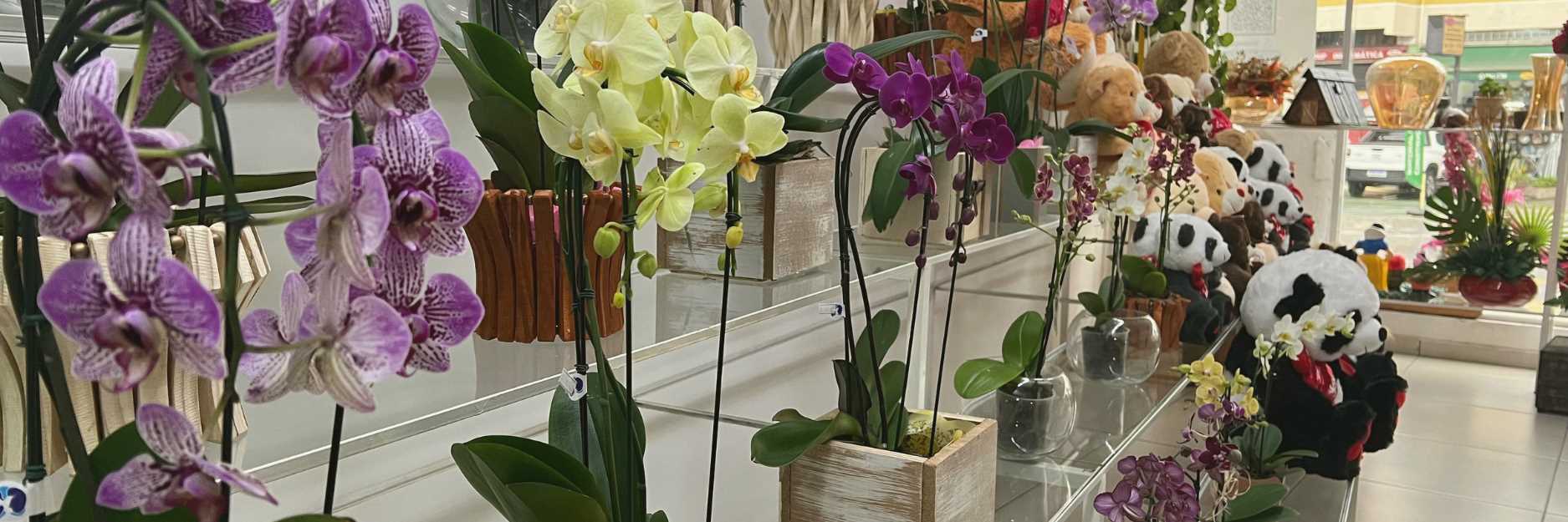 banner orquideas