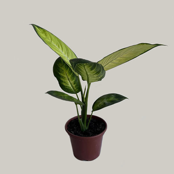 Comigo-Ninguém-Pode – Dieffenbachia Elegante para Ambientes Internos