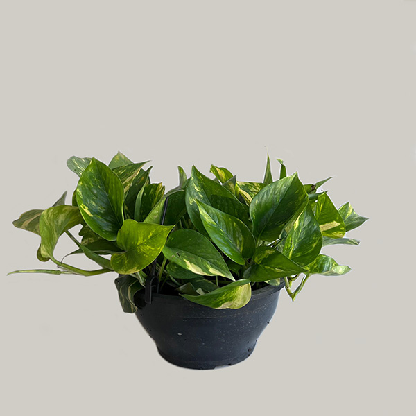 Jiboia Pendente – Planta de Folhagem Verde e Versátil para Ambientes Internos