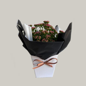 Kalanchoe Flor-da-Fortuna