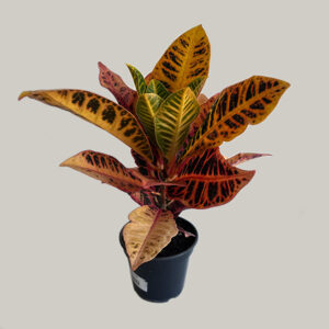 Croton Tropical
