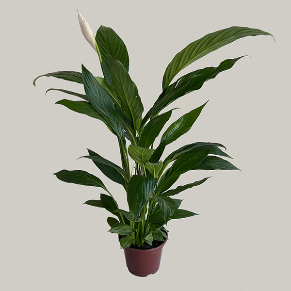 Lírio da Paz Elegância – 60cm de Altura