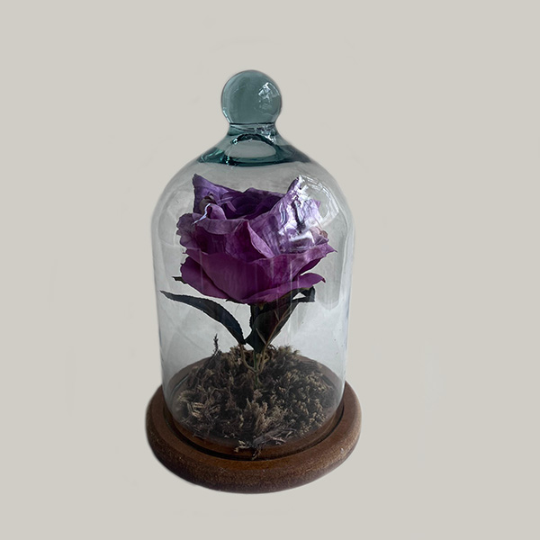 Rosa Lilás Encantada na Cúpula de Vidro