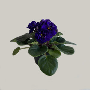 Violeta Roxa Encanto