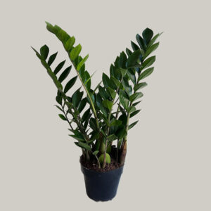 Zamioculca Verde Elegância