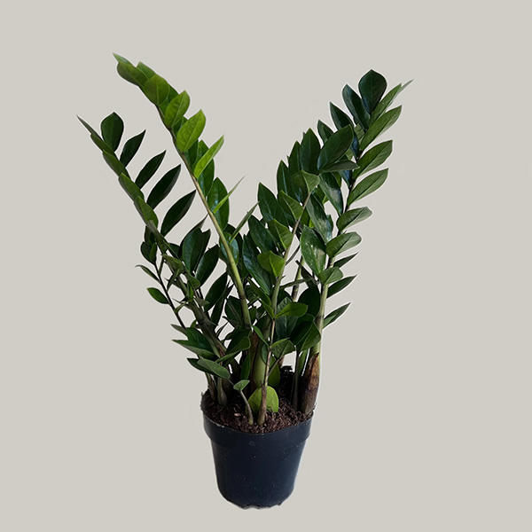 Zamioculca Verde Elegância
